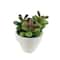 Assorted Micro Potted Succulent, 1pc. by Ashland®
